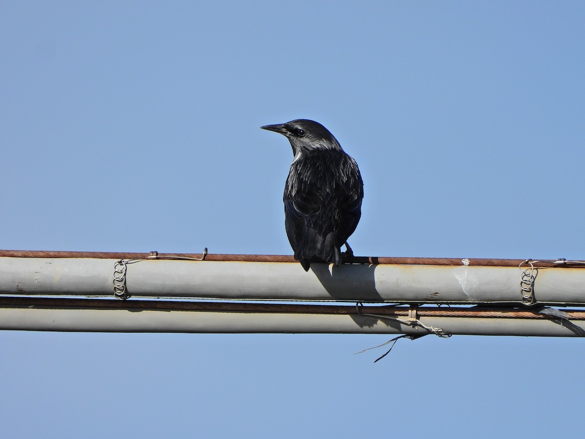 Arabazozo beltza - ML644257901