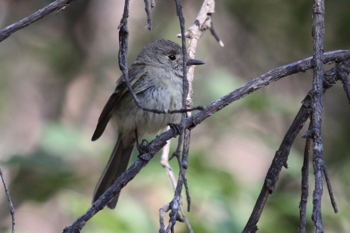 Moucherolle gris - ML644257911