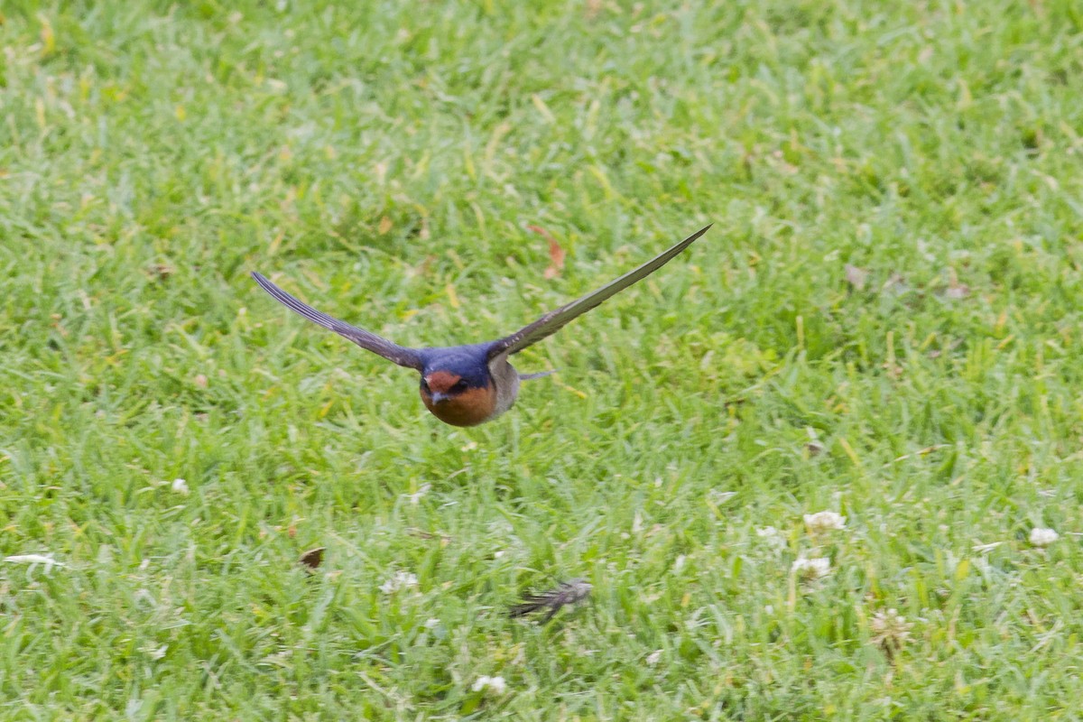 Hirondelle messagère - ML644257916