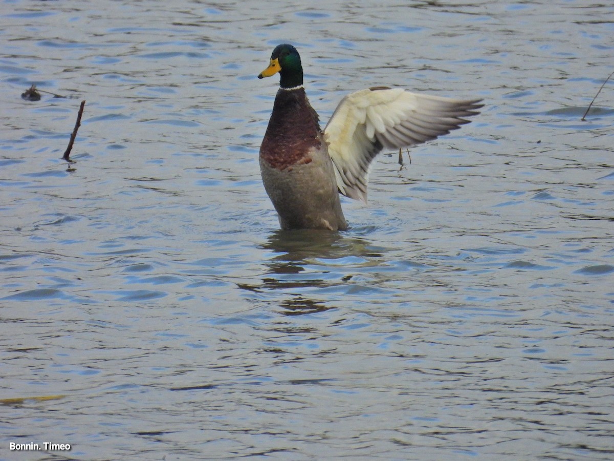 Canard colvert - ML644257921