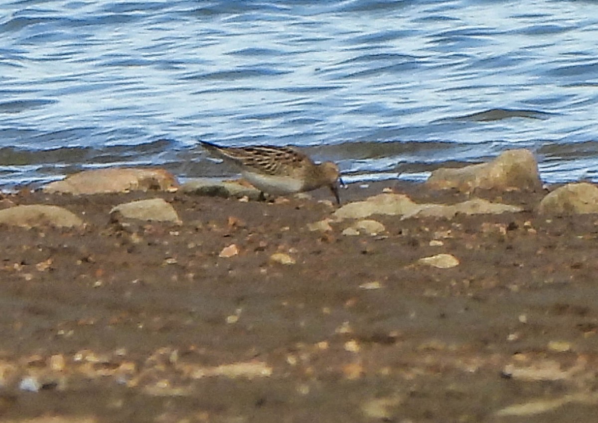 Bécasseau à poitrine cendrée - ML644257926