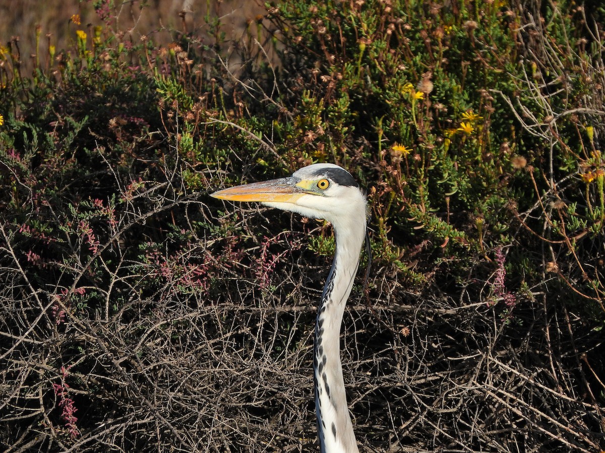 Héron cendré - ML644257927