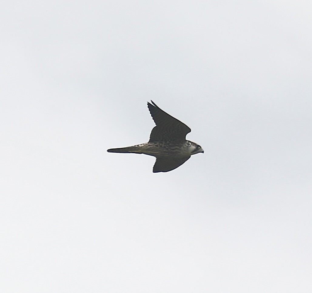 Faucon pèlerin - ML644257933