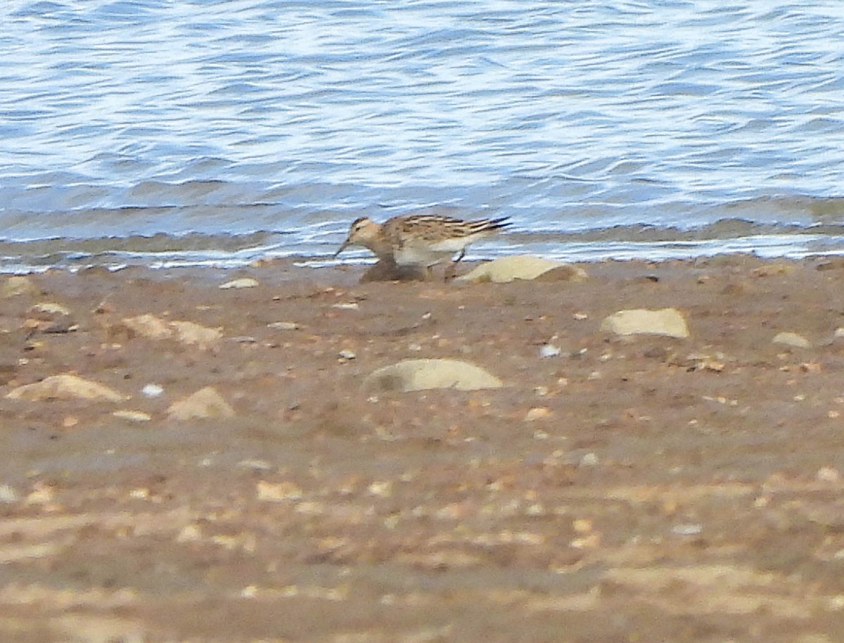Bécasseau à poitrine cendrée - ML644257934
