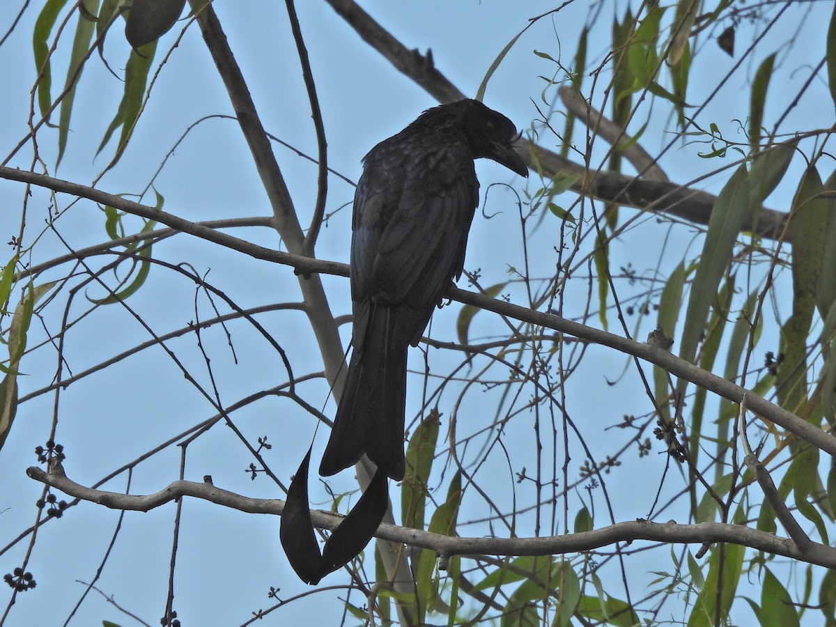 Drongo à raquettes - ML644257938
