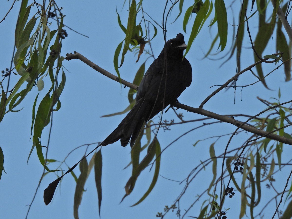 Drongo à raquettes - ML644257941