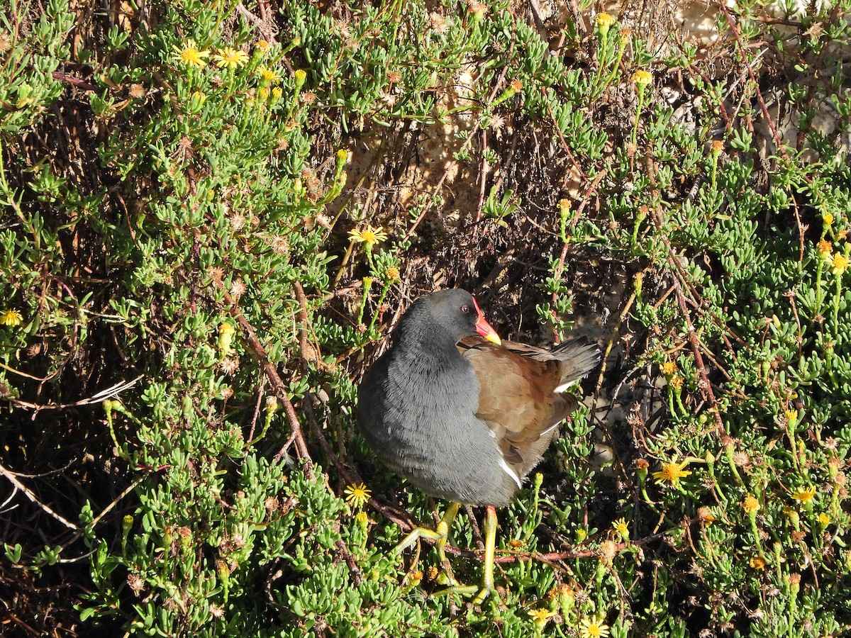 Gallinule poule-d'eau - ML644257942