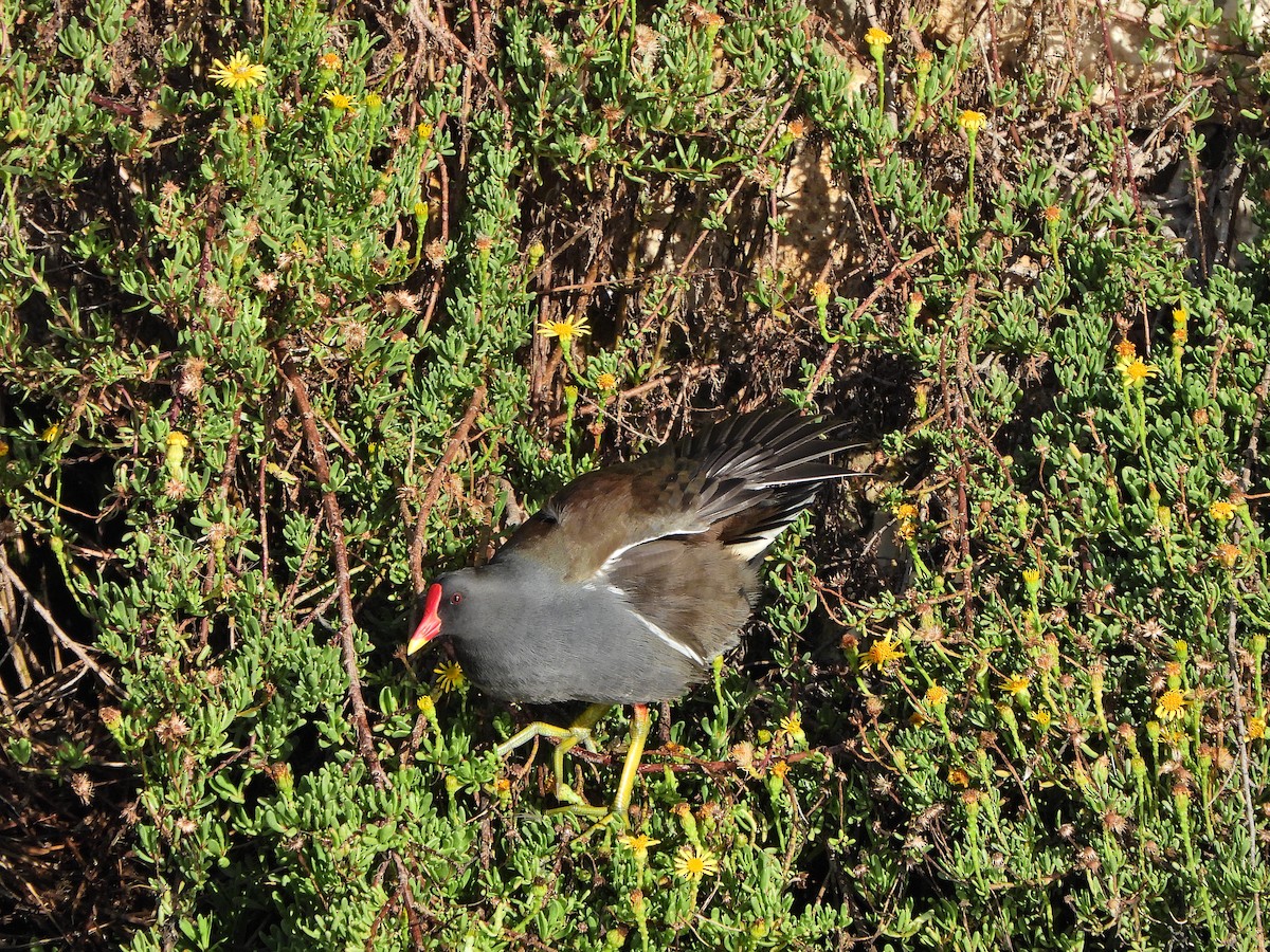 Gallinule poule-d'eau - ML644257943