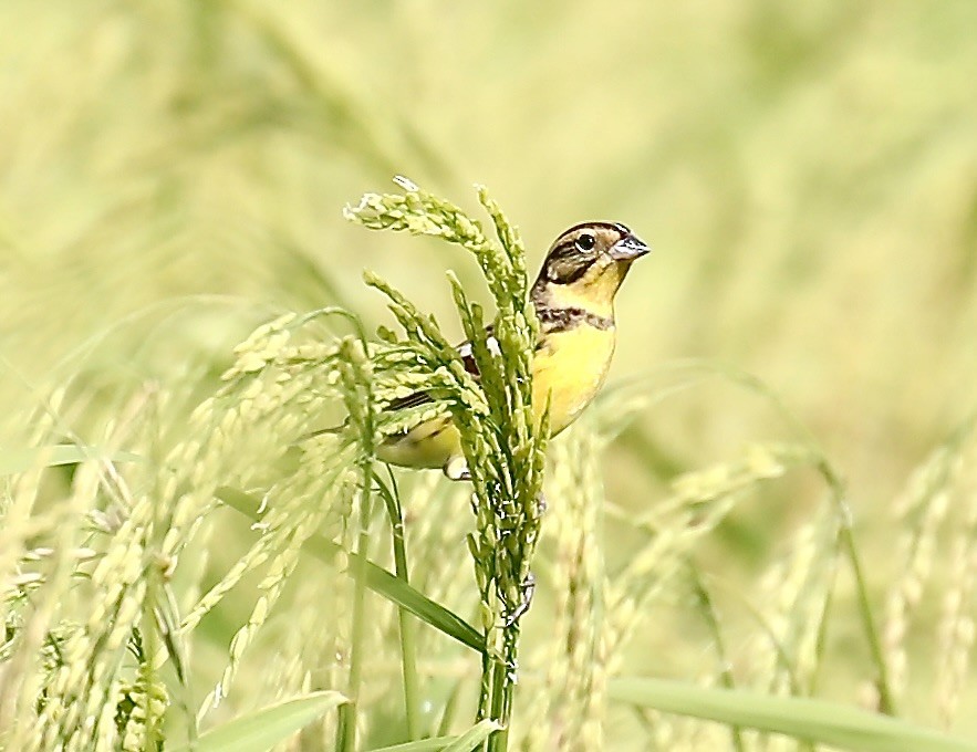 Дубровник - ML644257953