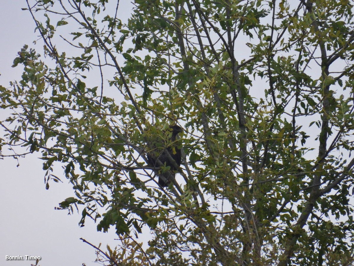 Buse variable - ML644257954