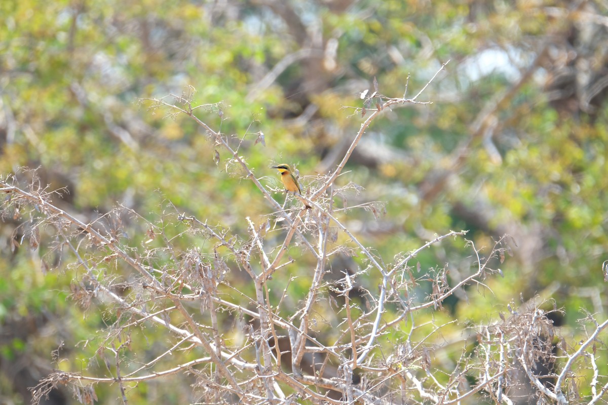 Бджолоїдка карликова - ML644257956