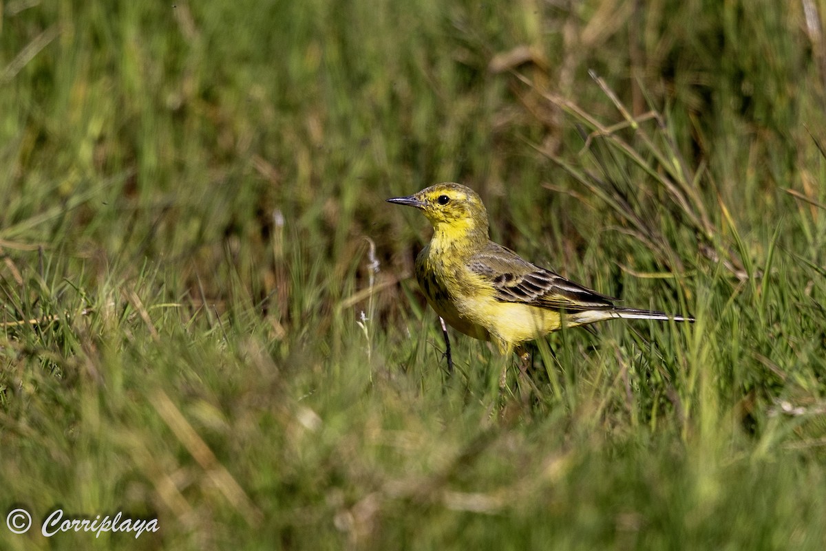 gulerle - ML644257974