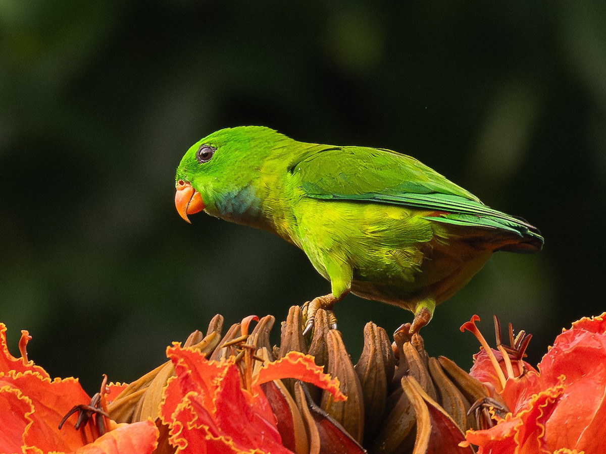 Vernal Hanging-Parrot - ML644257988