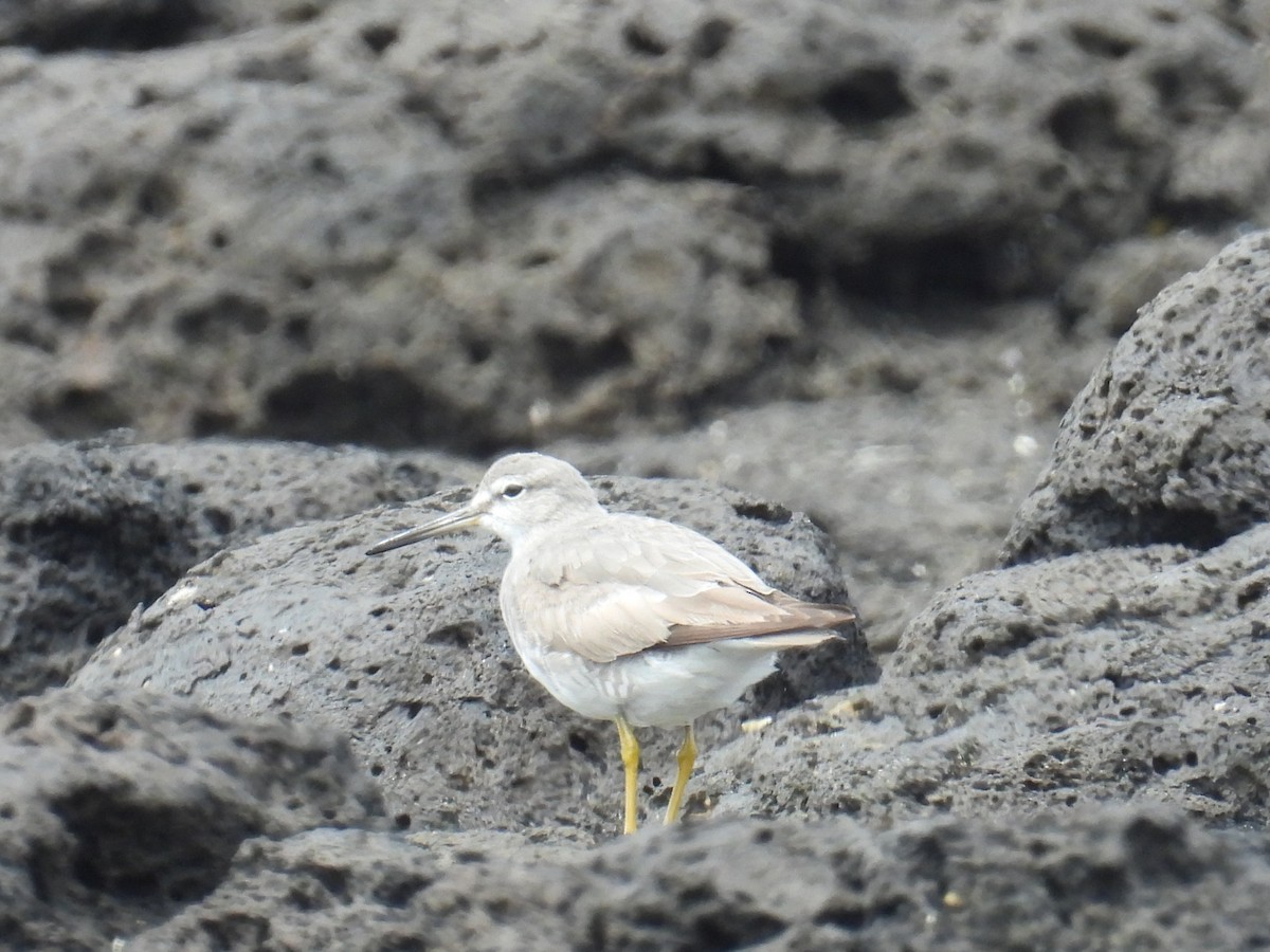 Gray-tailed Tattler - ML644257990