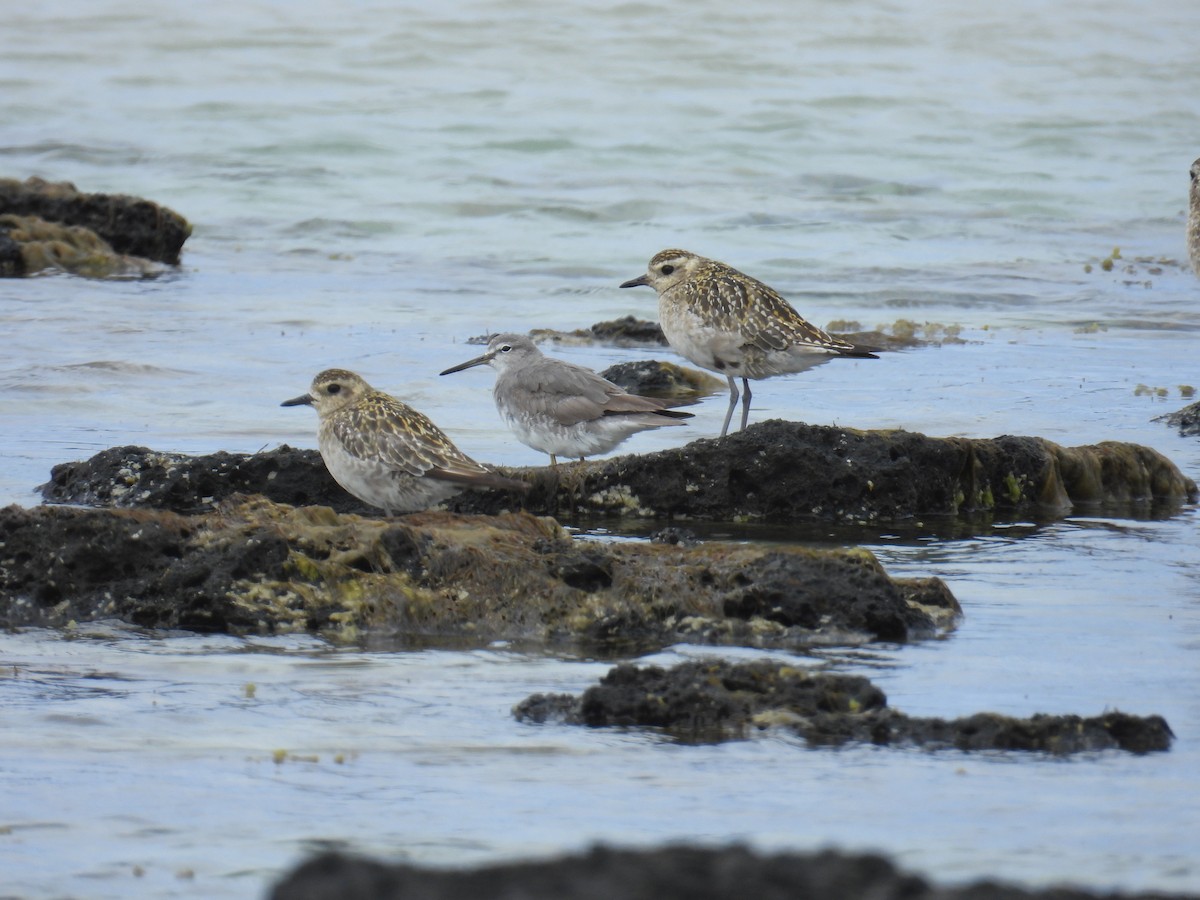 Gray-tailed Tattler - ML644257992