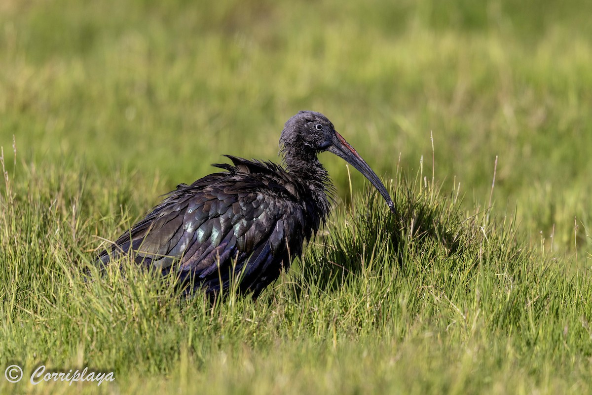 Hadada Aynağı - ML644257997