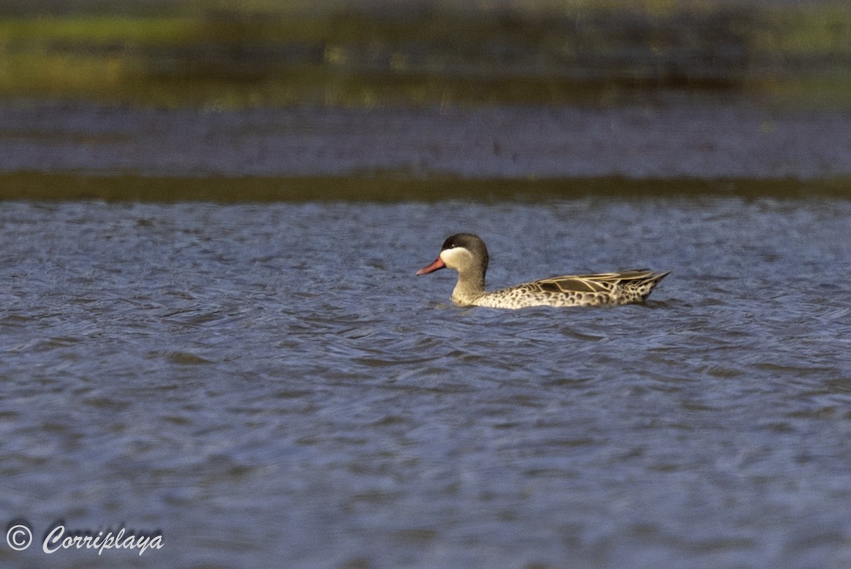 Red-billed Duck - ML644258002