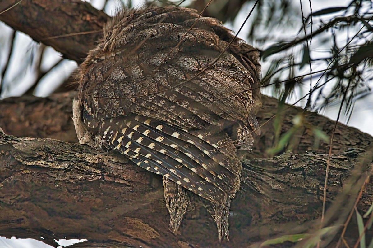 Tawny Frogmouth - ML644258003