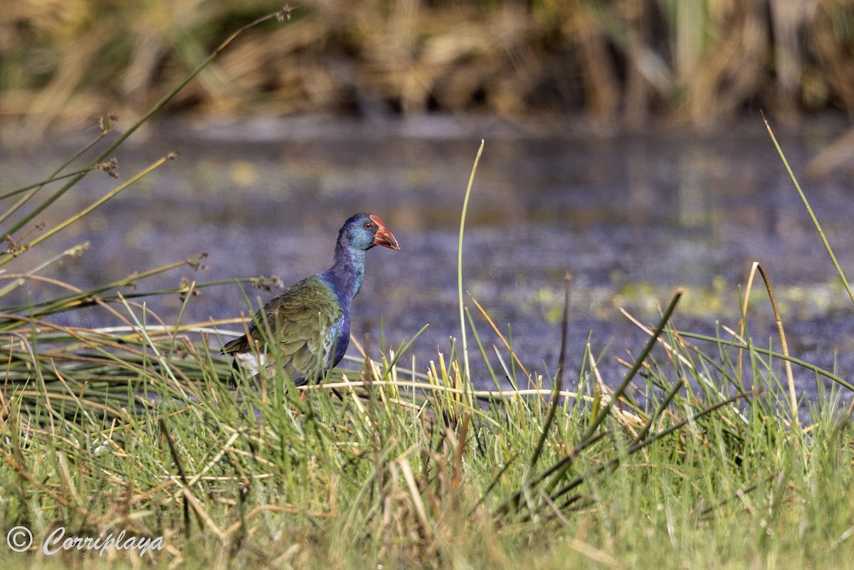 grønnryggsultanhøne - ML644258006