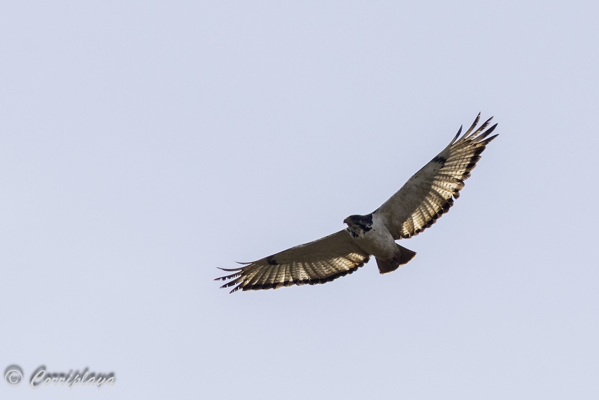 Augur Buzzard - ML644258016
