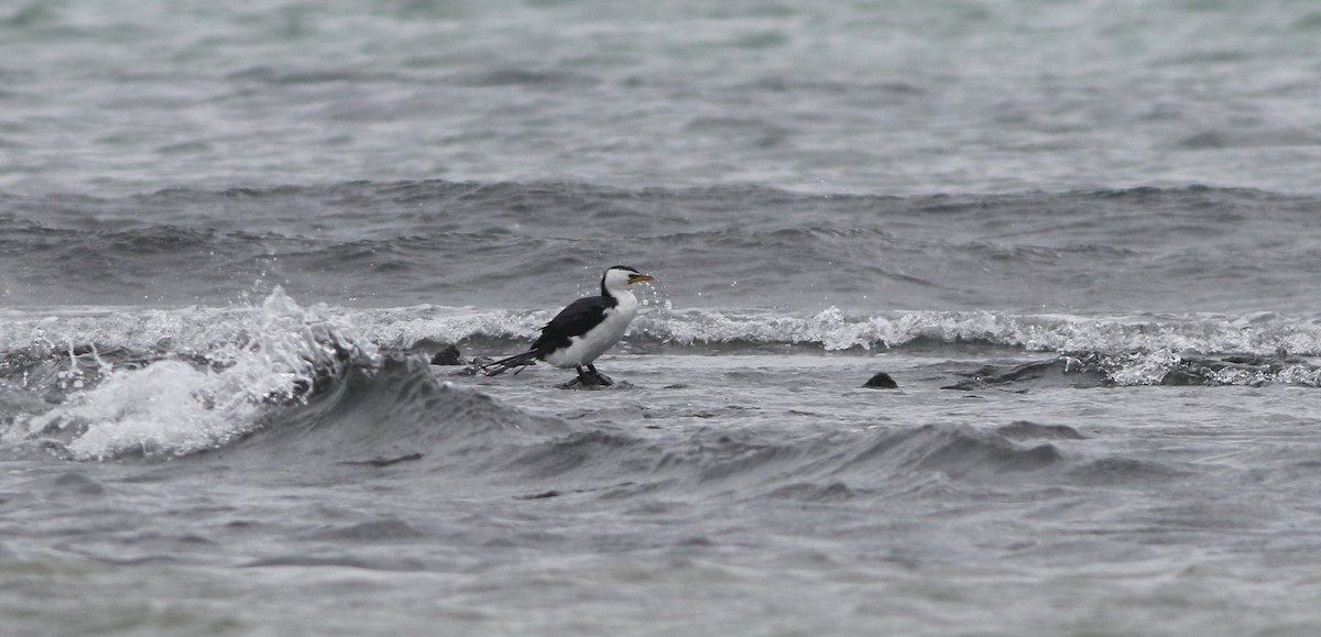 Cormoran pie - ML644258024