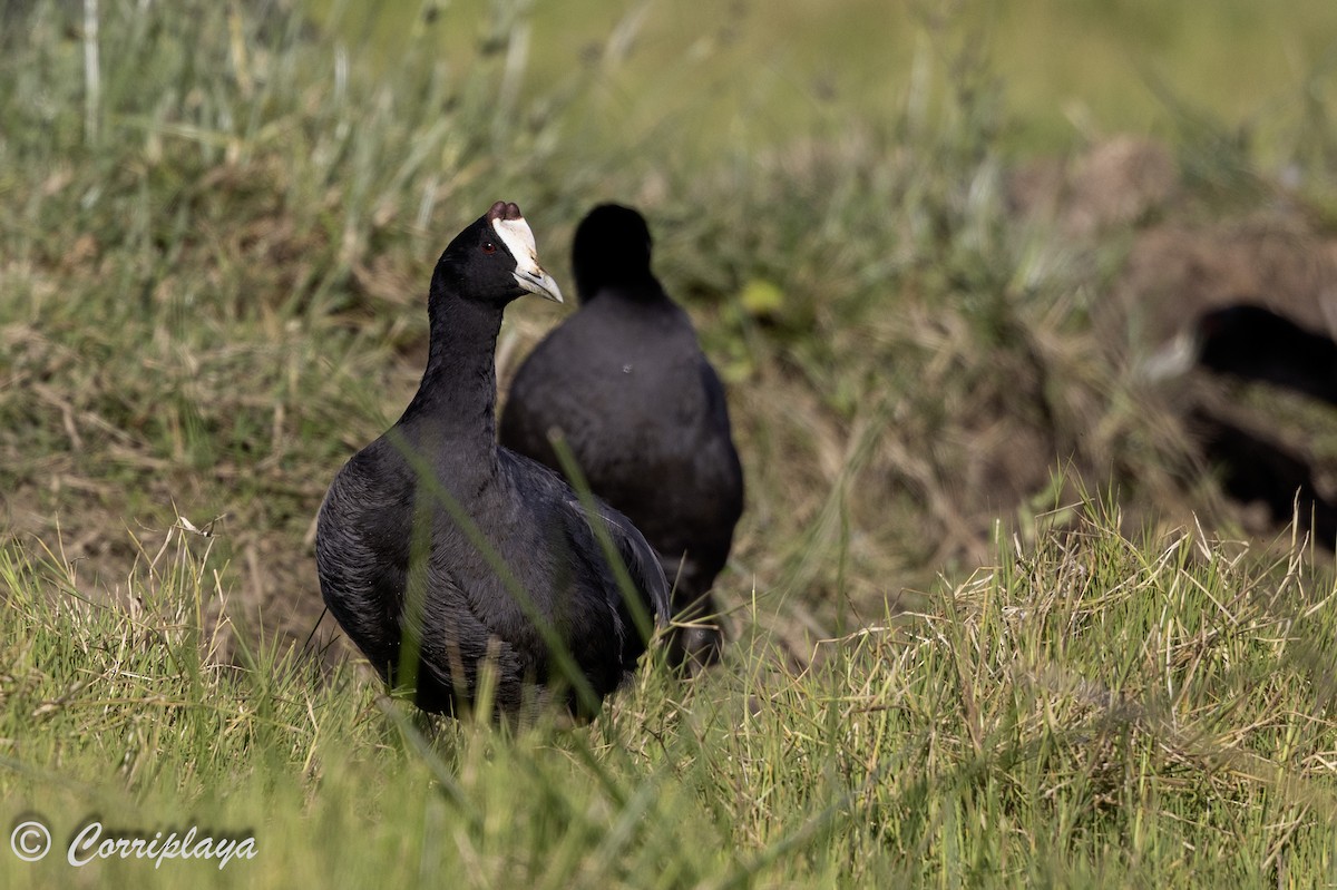 Foulque à crête - ML644258025