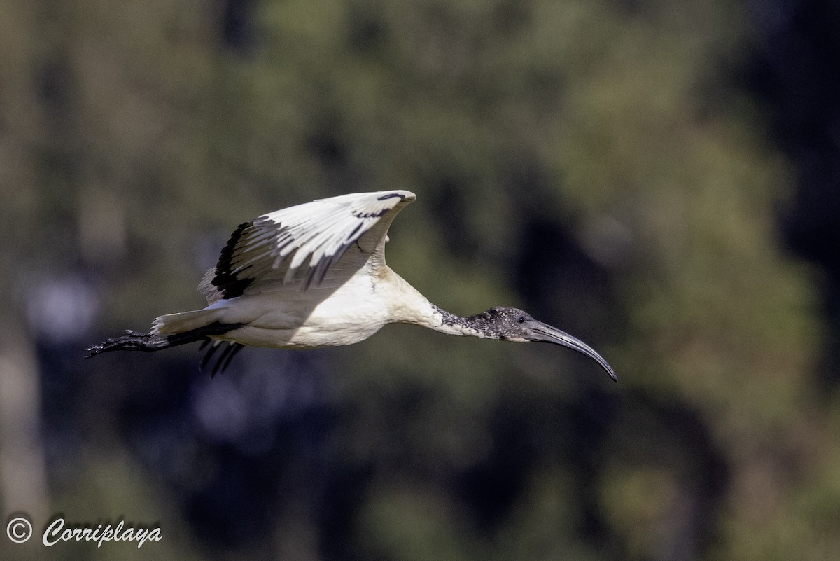 Ibis sacré - ML644258031