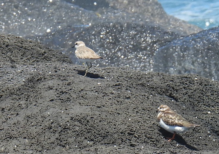 Charadrius, Thinornis ou Anarhynchus sp. - ML644258034