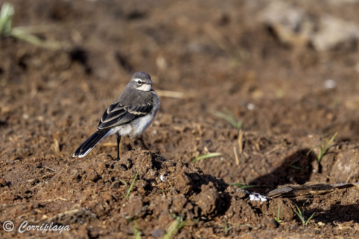 konipas jihoafrický - ML644258055