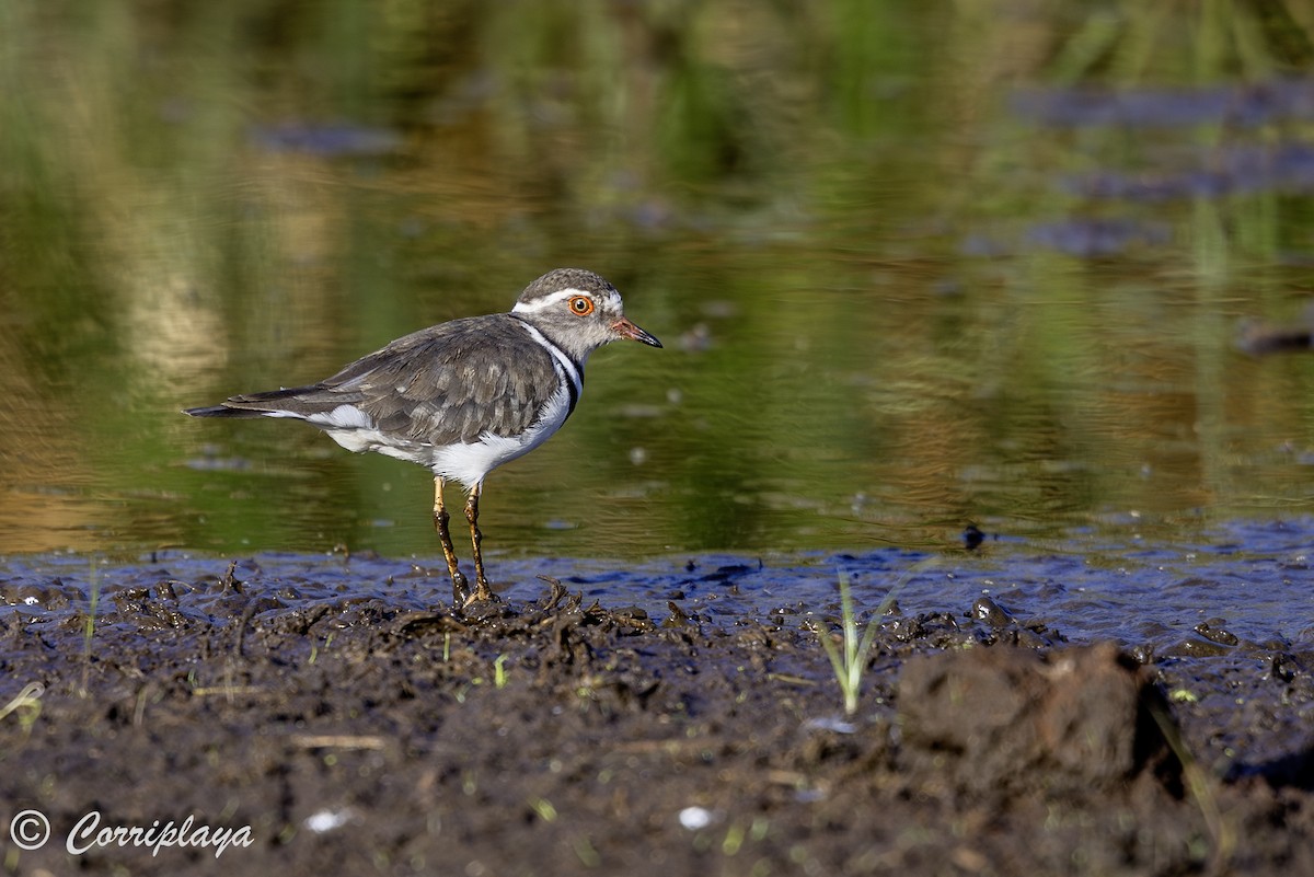 Three-banded Plover - ML644258058