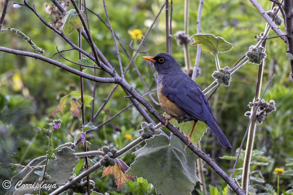 Abyssinian Thrush - ML644258063