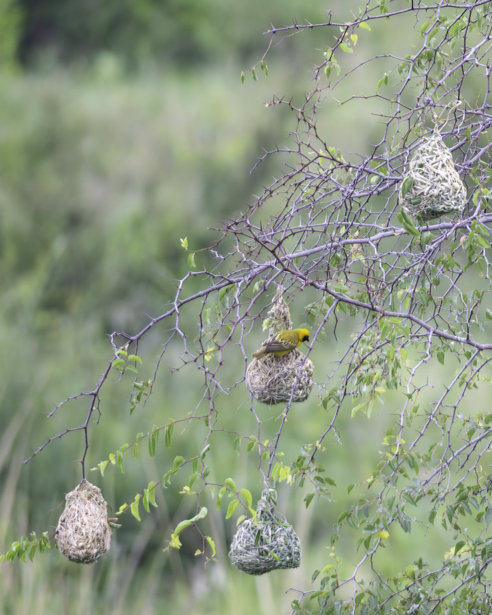 Village Weaver - ML644258077