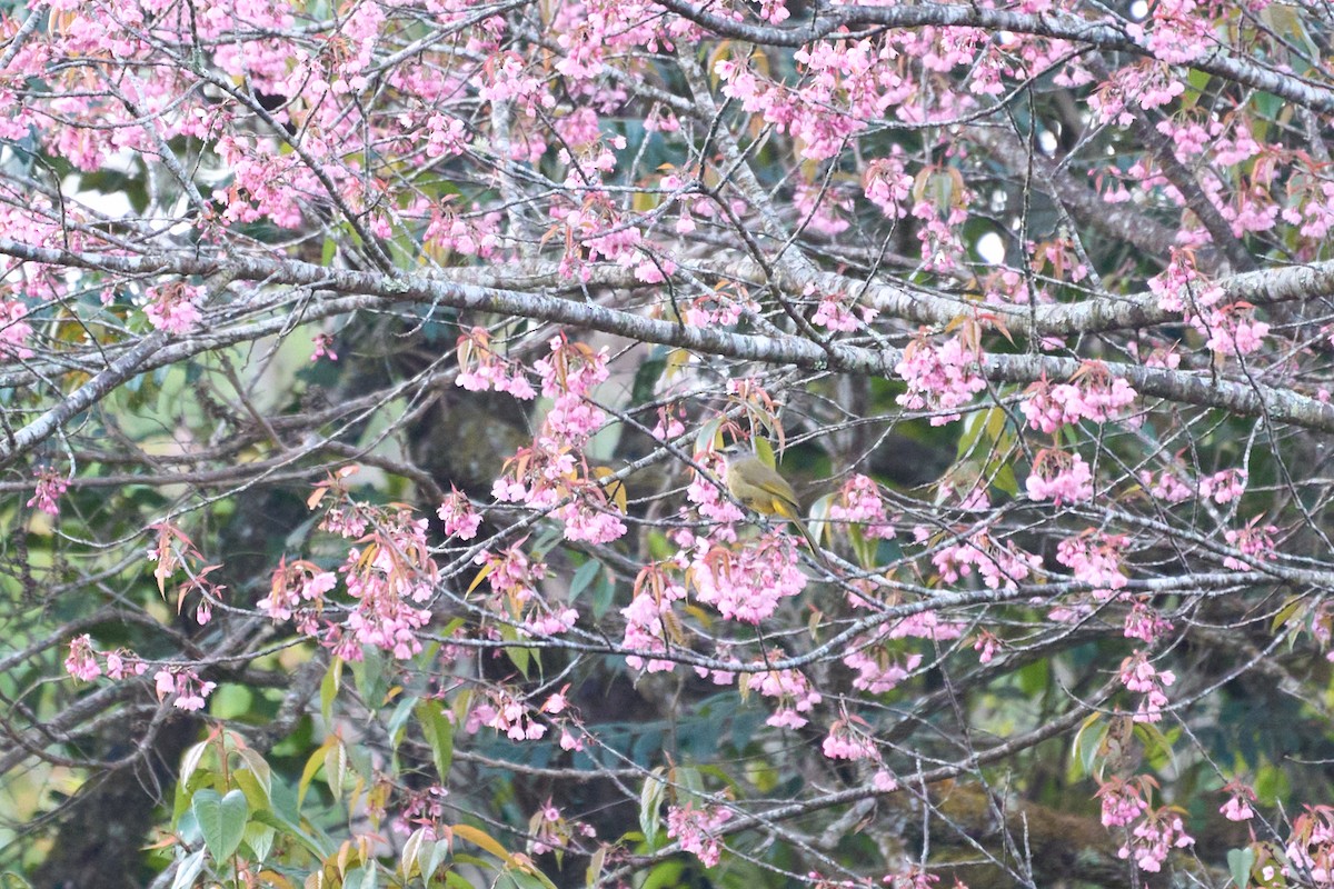 Flavescent Bulbul - ML644258079