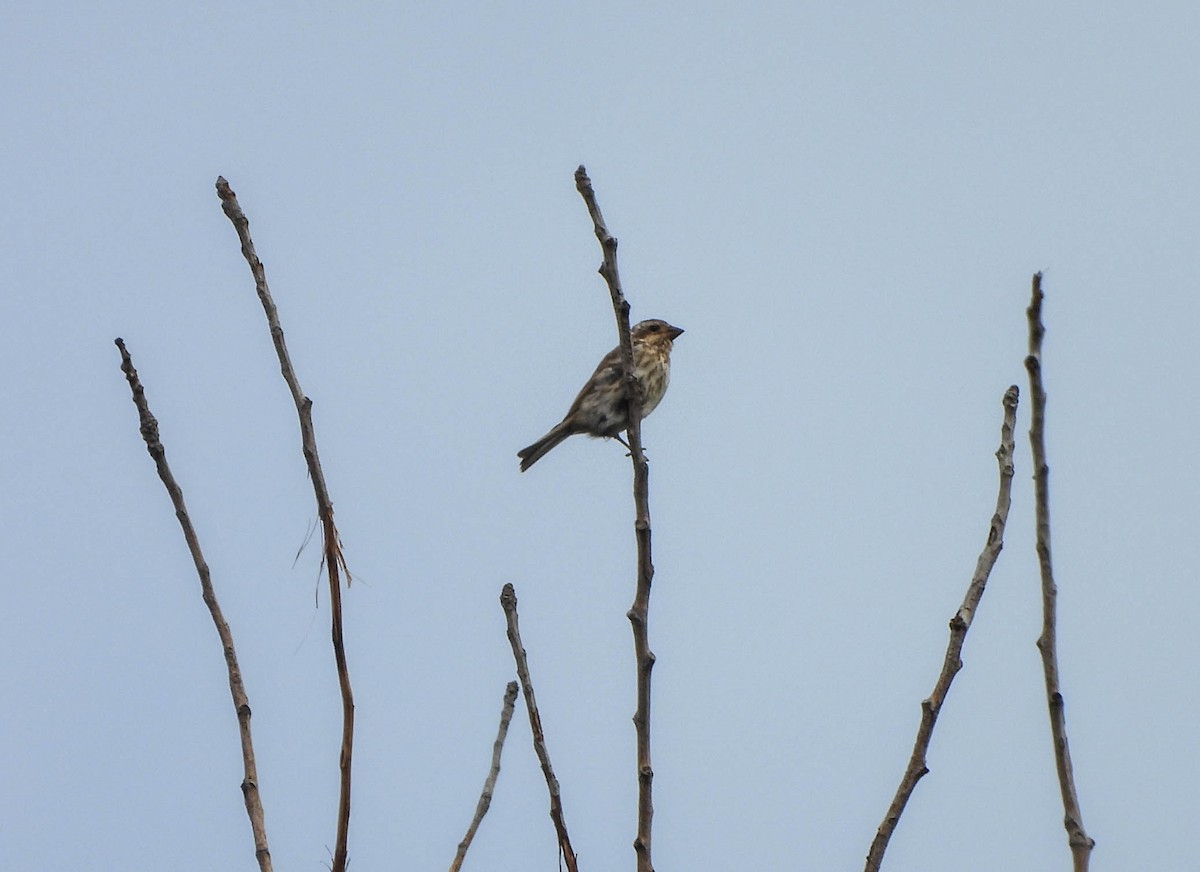 ムラサキマシコ - ML644258083