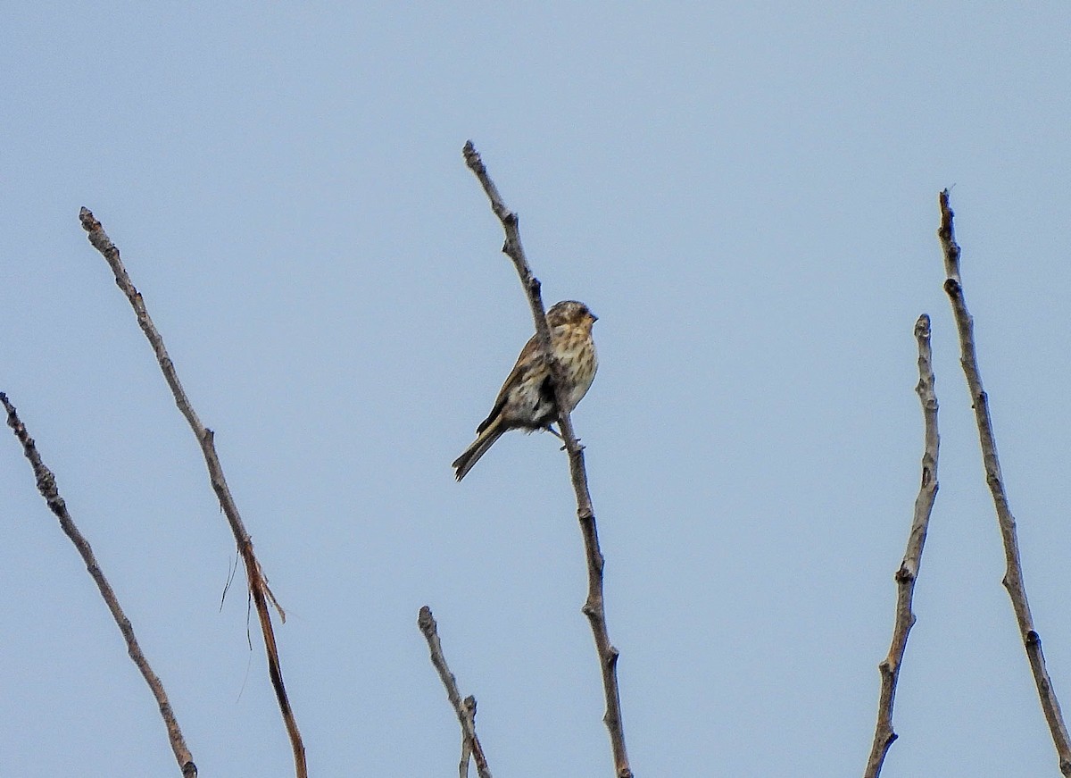 ムラサキマシコ - ML644258084