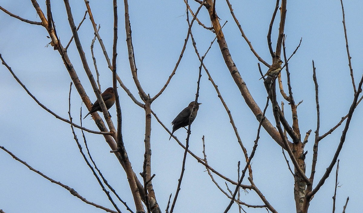 ムラサキマシコ - ML644258098