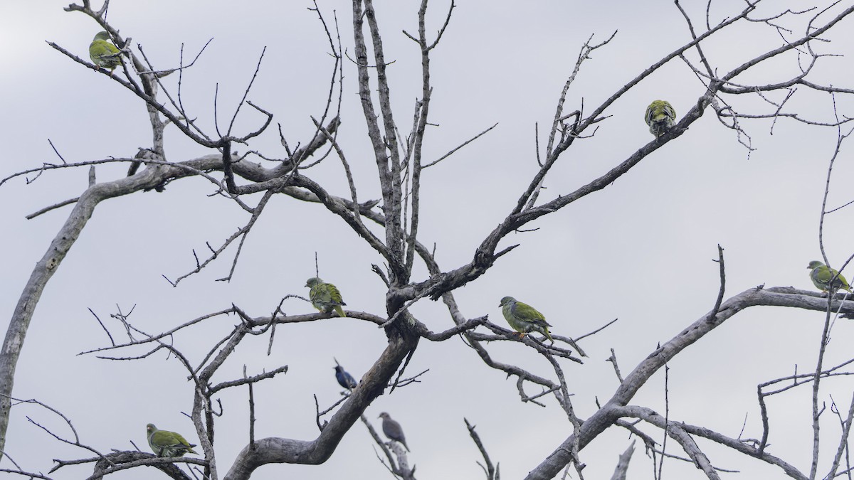 African Green-Pigeon - ML644258100