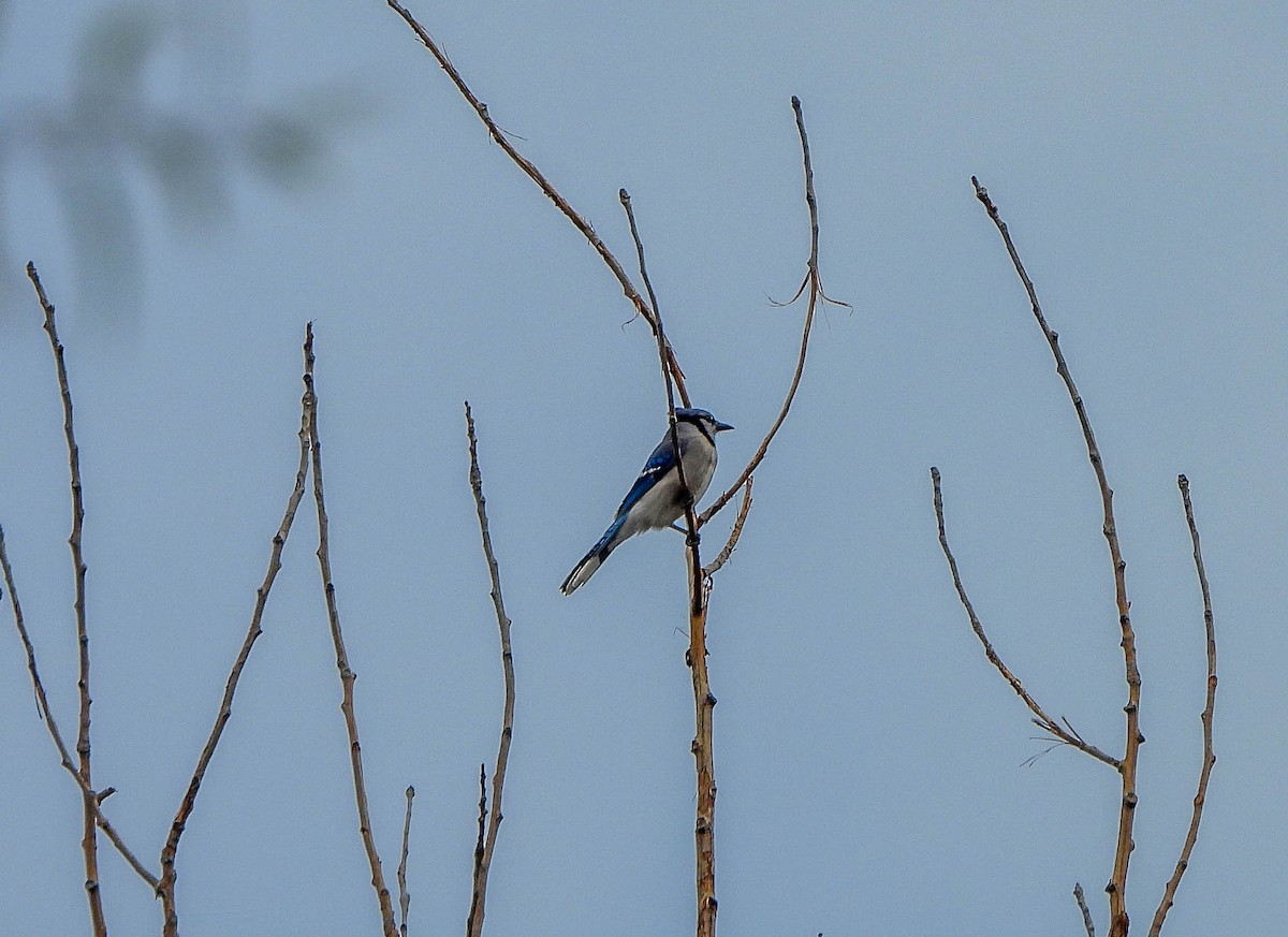 Blue Jay - ML644258103