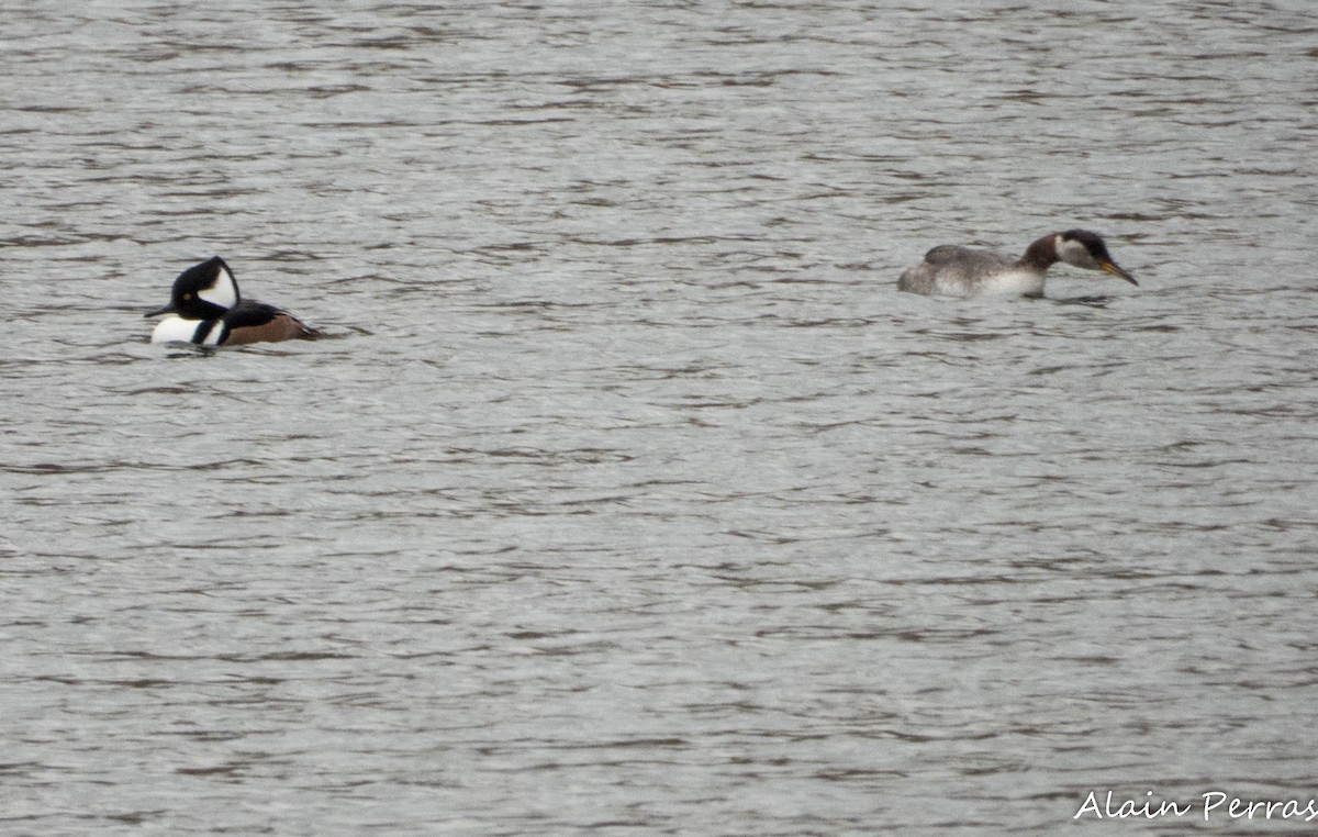 Red-necked Grebe - ML644258104