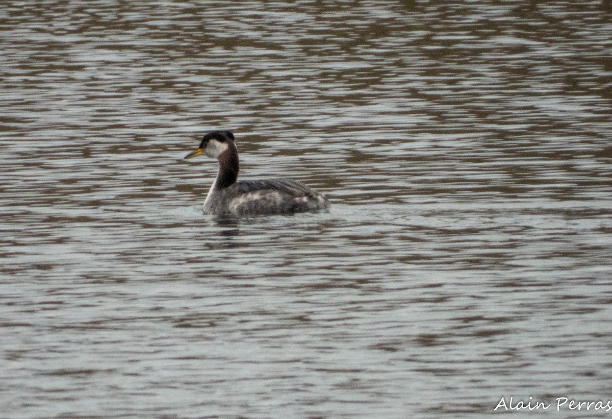 Red-necked Grebe - ML644258105