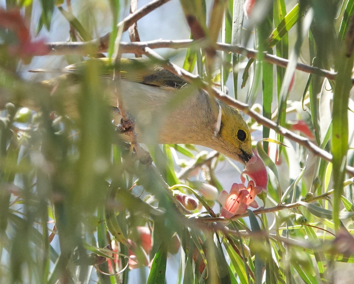 White-plumed Honeyeater - ML644258107