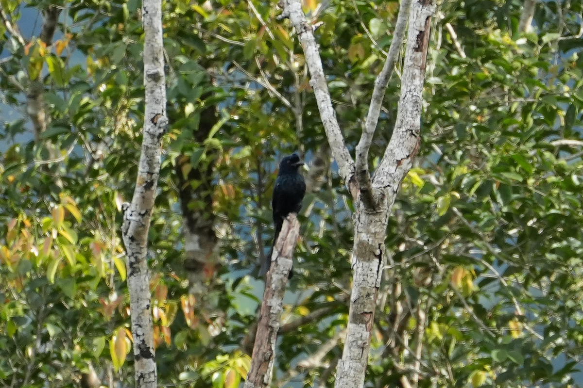 Drongo à raquettes - ML644258114