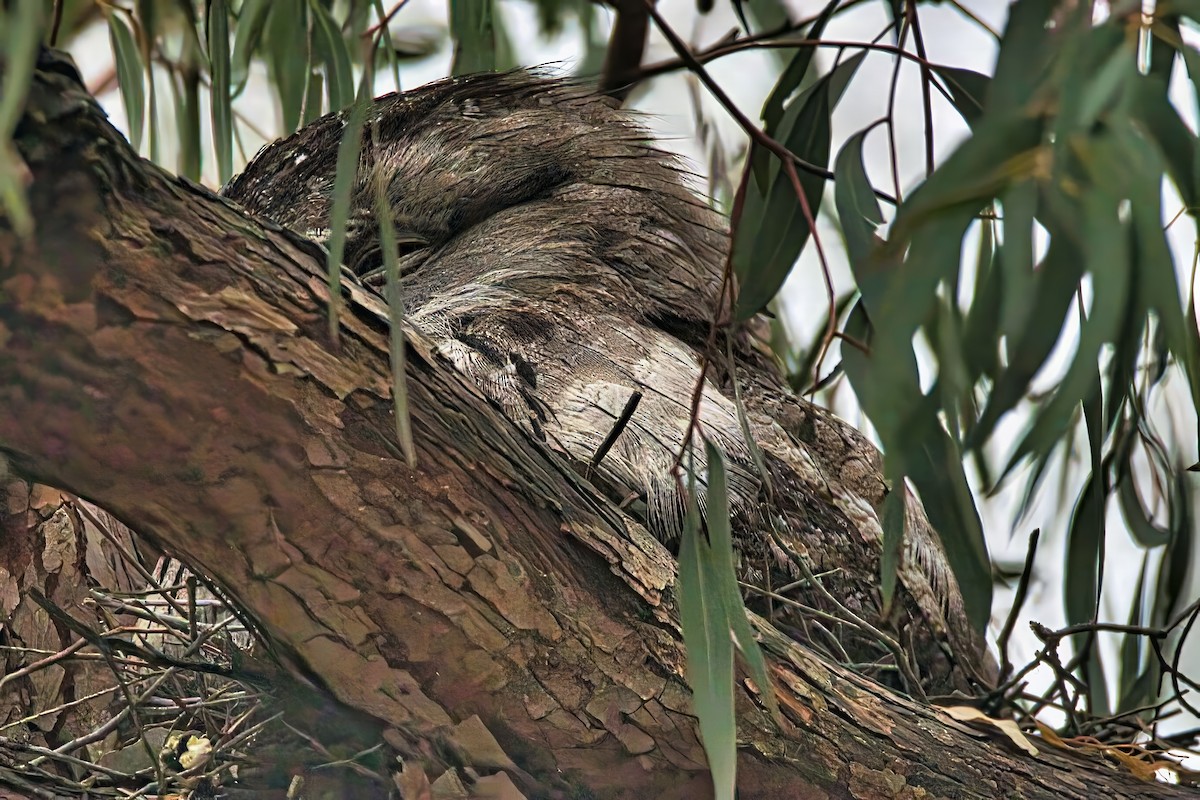Tawny Frogmouth - ML644258115