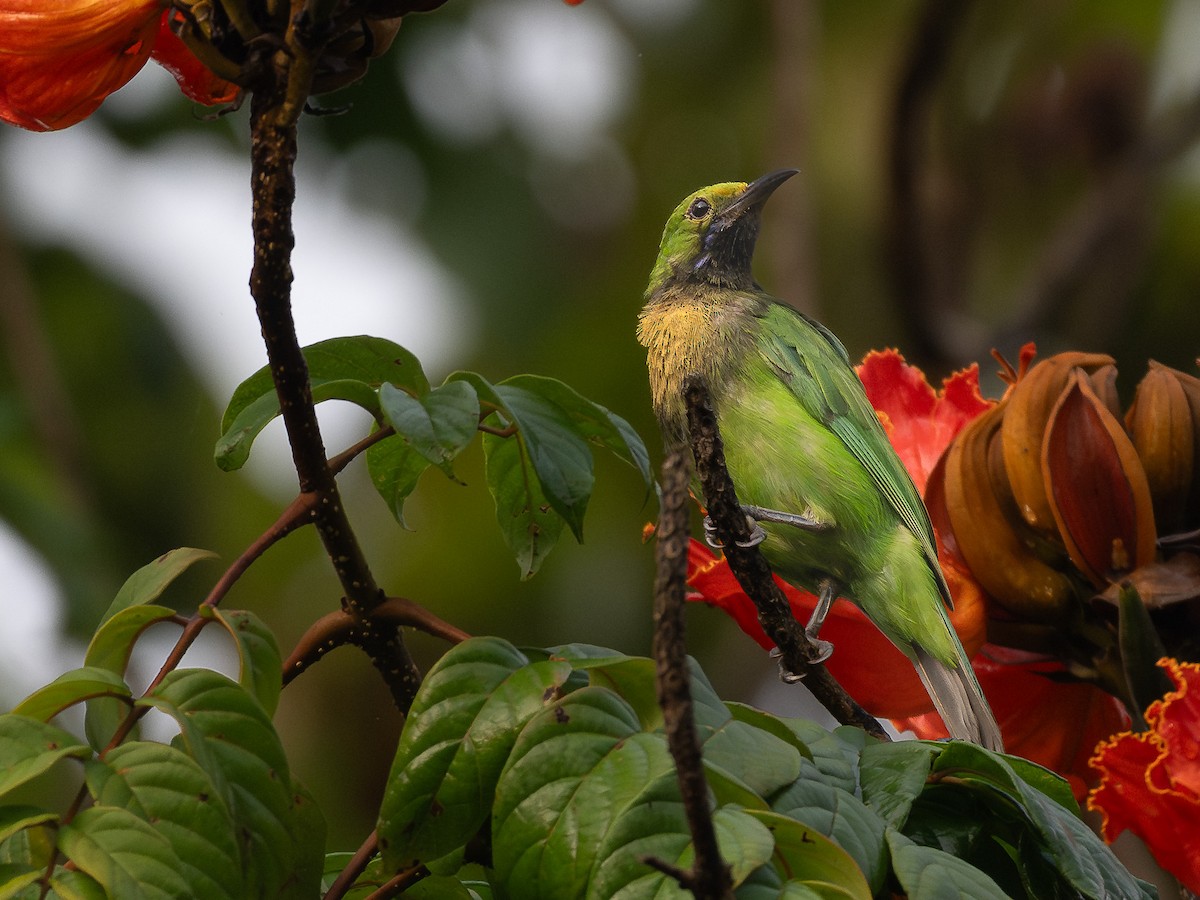 Golden-fronted Leafbird - ML644258123