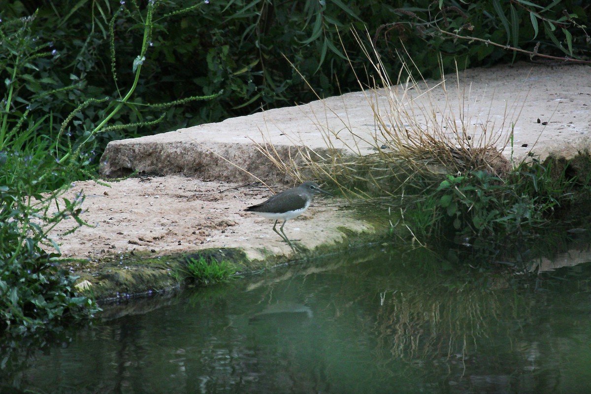 vodouš kropenatý - ML644258125