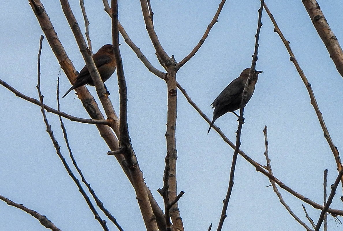 クロムクドリモドキ - ML644258134