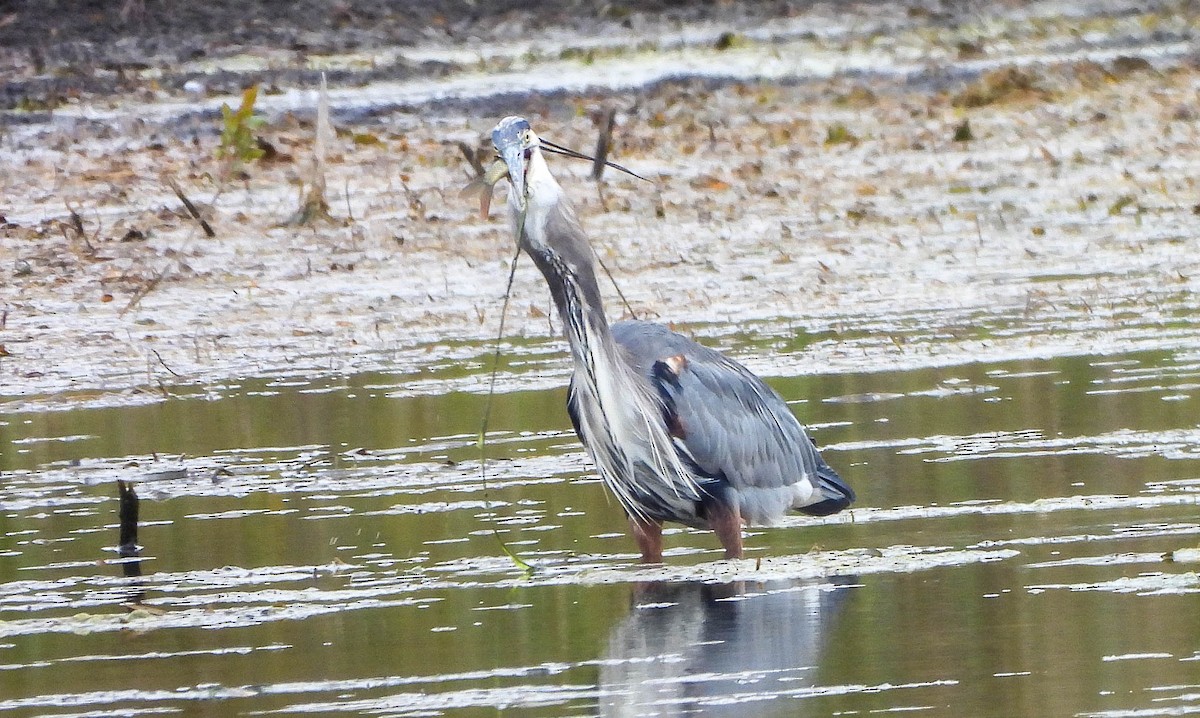 オオアオサギ - ML644258151