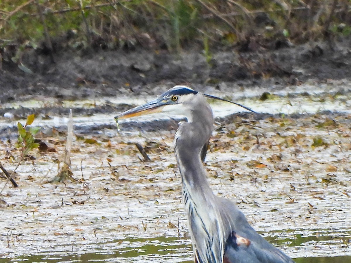 オオアオサギ - ML644258152