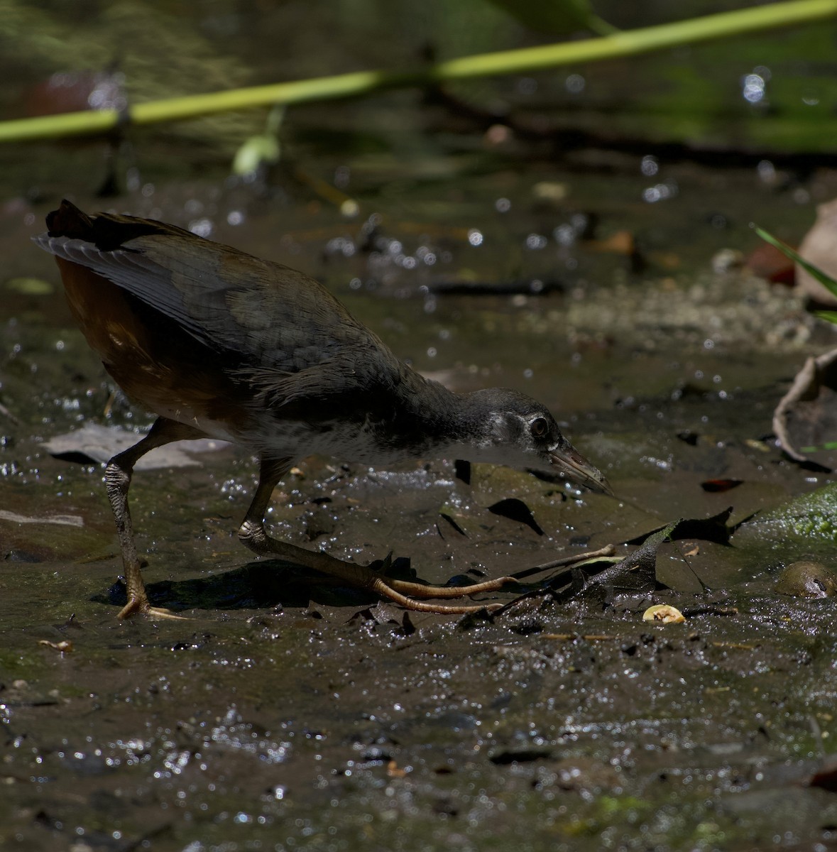 White-breasted Waterhen - ML644258172