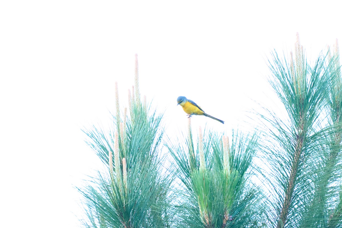 Long-tailed Minivet - ML644258179